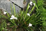 PlantFiles Pictures: Western Flag Iris (Diplarrena latifolia